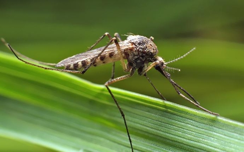 mosquito on a leaf