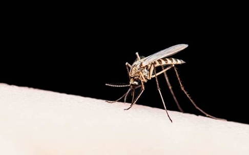 a grey tites mosquito biting the bare skin of a Kittitas resident as they rest n their back yard one summer night
