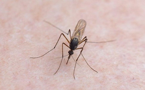 Mosquito biting someone's skin.