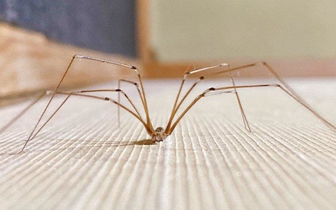 Cellar Spider in a living room.