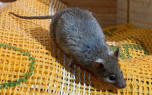 mouse in pantry