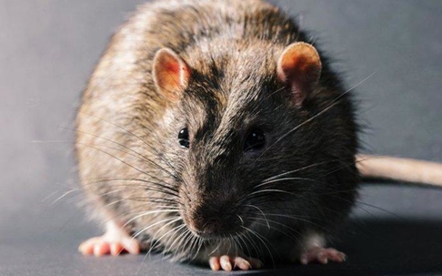 up close image of a norway rat inside a home
