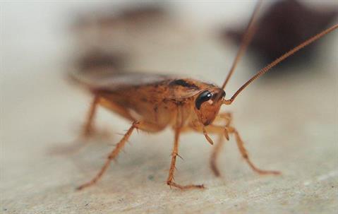 a cockroach infestation in a kitchen