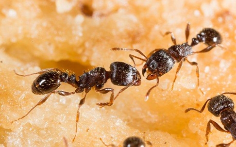 pavement ants crawling on food