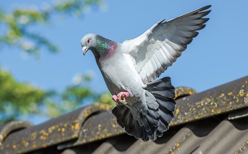 a pigeon landing on a homes rooftop