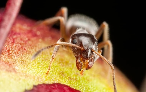 Pharaoh ants are common household invaders in Kittitas County