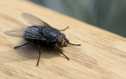 fly on wood