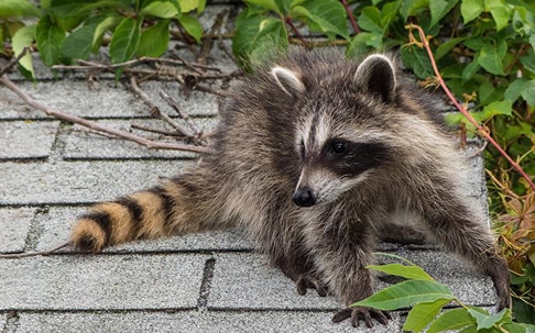 a raccoon on the roof of a house