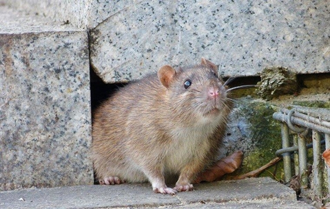 rat outside home