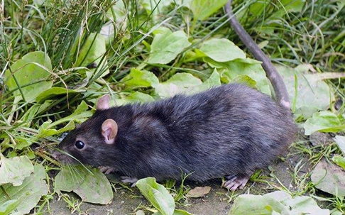 roof rat crawling in grass