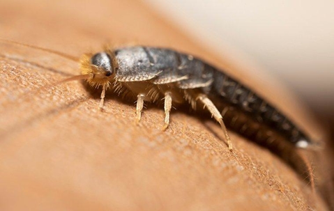 Silverfish on brown leather.