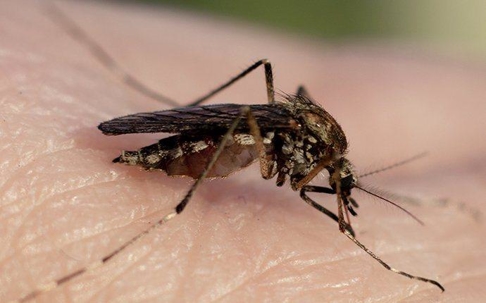 mosquito biting skin