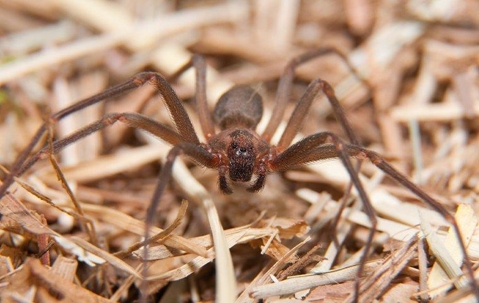spider crawling on the ground