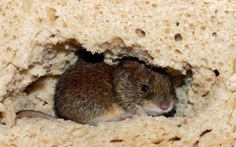 house mouse eating bread