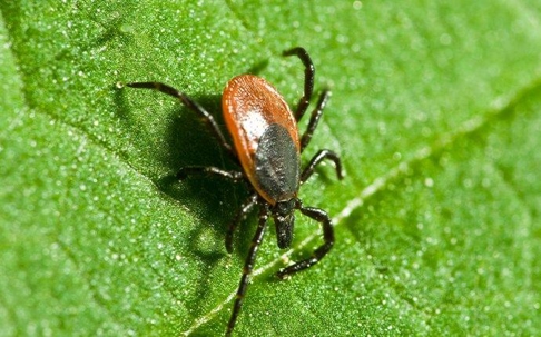 a tick crawling on a leaf