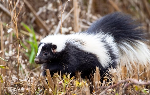 skunks