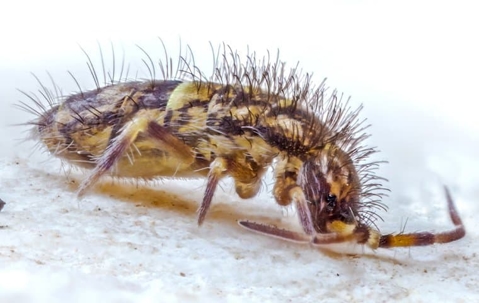 springtail crawling