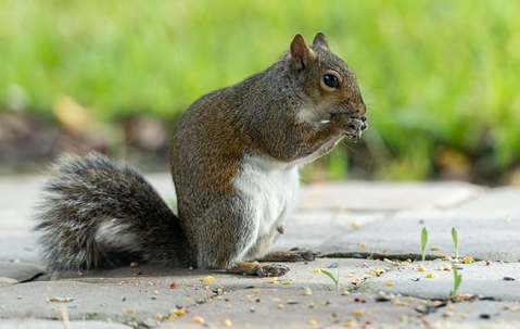 squirrel eating seeds on a deck