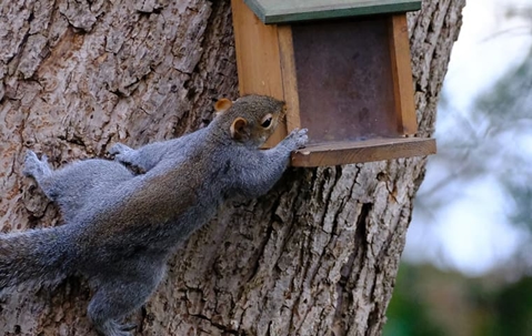 squirrels from a bird feeder
