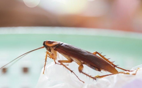 a cockroach in a kitchen