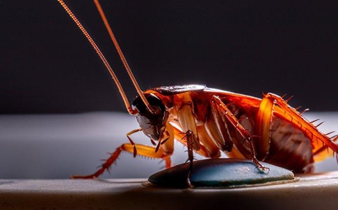 Cockroach in the dark.