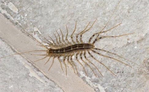 Centipede crawling on a bathroom wall.