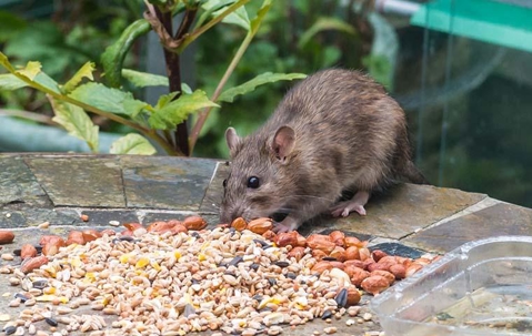 Rat eating seeds from a bird feeder.