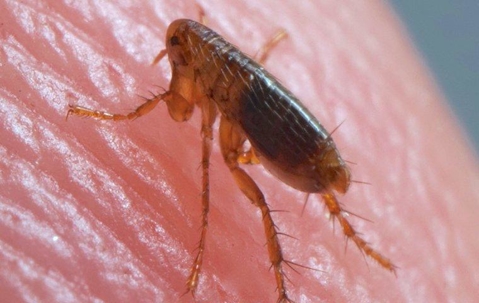 Flea crawling on someone's skin.