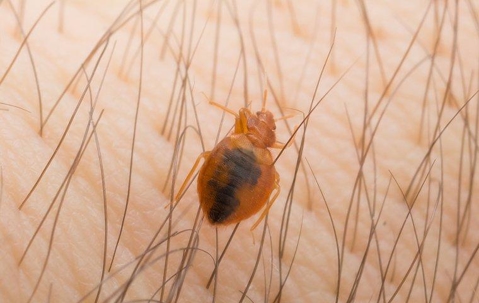Bed bug crawling on someone's skin.