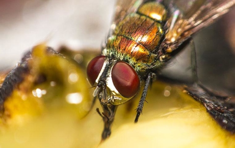 house fly up close