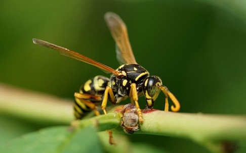 wasp on a leaf