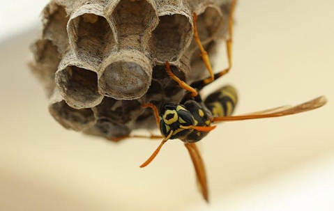wasp on nest