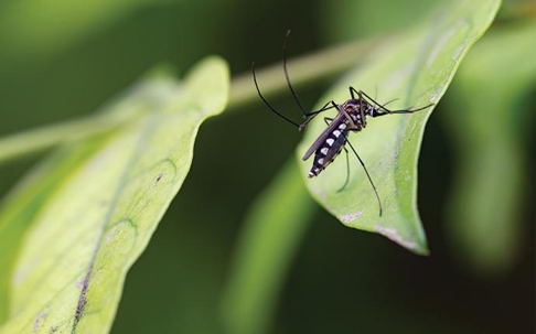 a mosquito on a plant outside