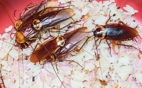 American Cockroach swarming a bowl of rice.