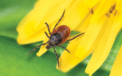 a black legged tick on a yellow flower