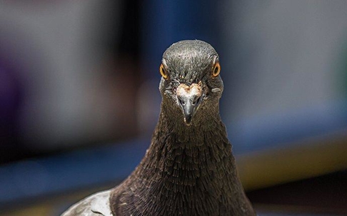 pigeon in a town