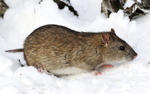 Mouse in the snow.