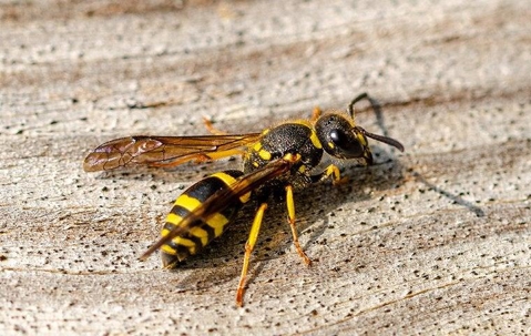 Wasp crawling on wood.