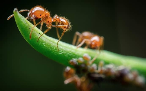 a colony of fire ants crawlong up and around a vibrant green blade of grass on a yakima property