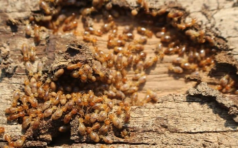 Termite wood infestation.