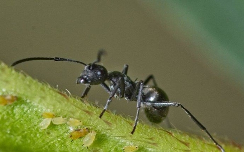 Odorous House Ant crawling on a tiny green twig.