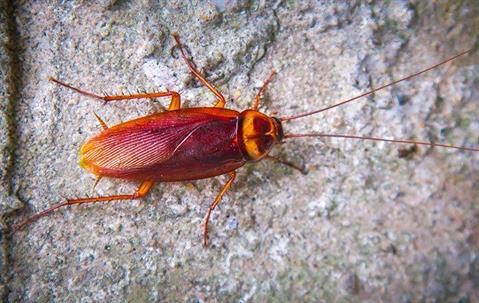 American Cockroach crawling on a wall.