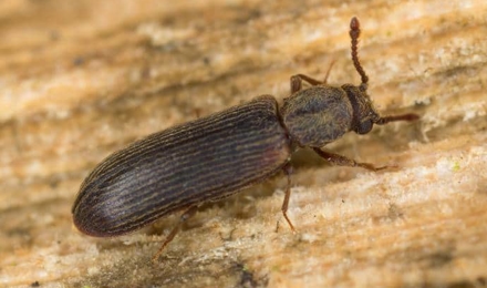 Wood Destroying Insects