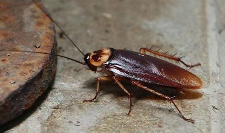 American Cockroaches