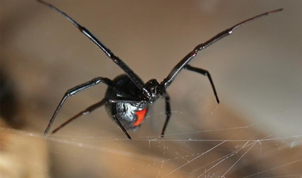 Black Widow Spiders