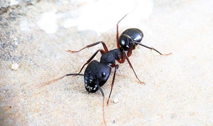Carpenter Ants