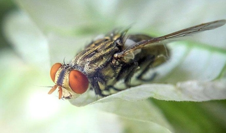 Cluster Flies