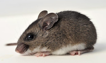 Deer Mice