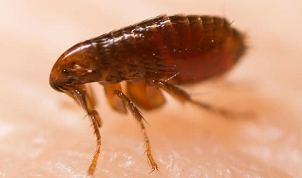 Fleas