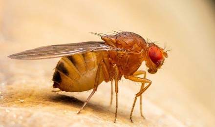 Fruit Flies